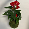 Koke Sphere - Anthurium