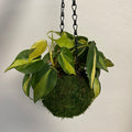 house plants in Williamsport, pa