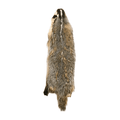Badger - Winter -Professionally Tanned