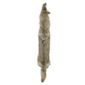 Coyote - Professionally Tanned Pelt