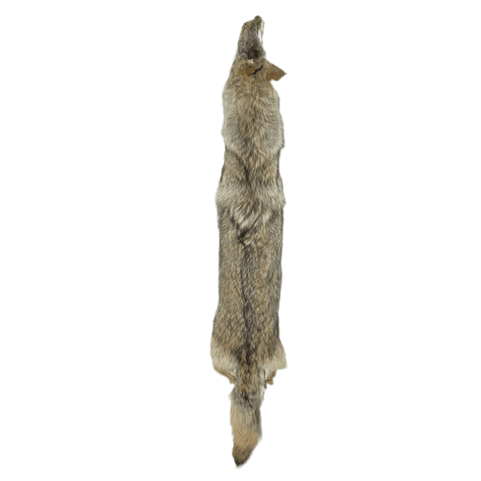 Coyote - Professionally Tanned Pelt