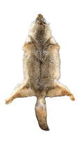 Coyote, Western Heavy - Professionally Tanned Pelt