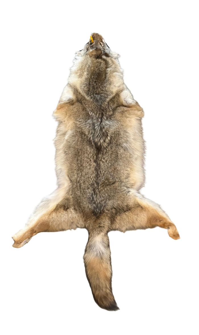 Coyote, Western Heavy - Professionally Tanned Pelt