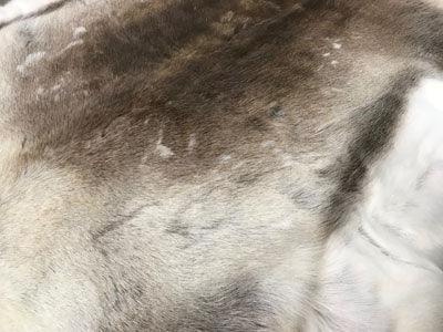 Professionally Tanned Reindeer Hides